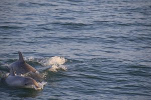 Dolphin & Nature Cruises