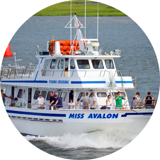 Avalon NJ Fishing Charters - Miss Avalon Fishing & Cruising | Avalon, NJ