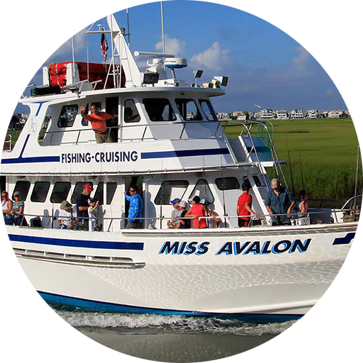 Miss Avalon Private Charters