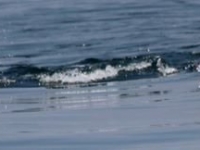 dolphin